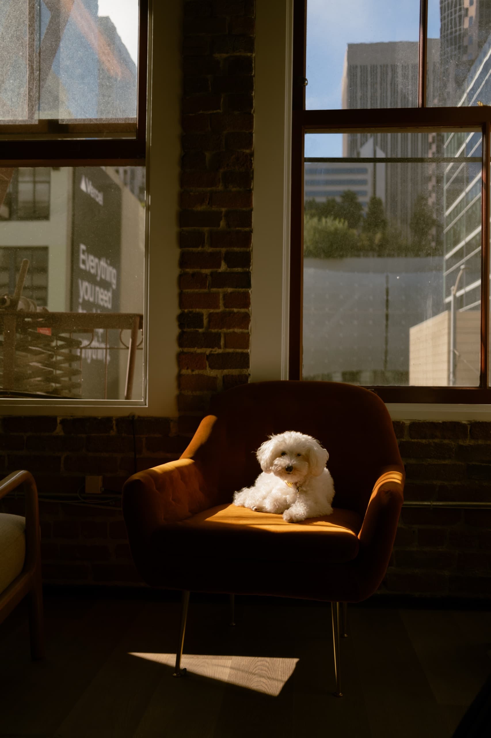 White fluffy dog sitting upright on an orange velvet armchair in a brick-walled office, sunlit, city skyline in the windows.