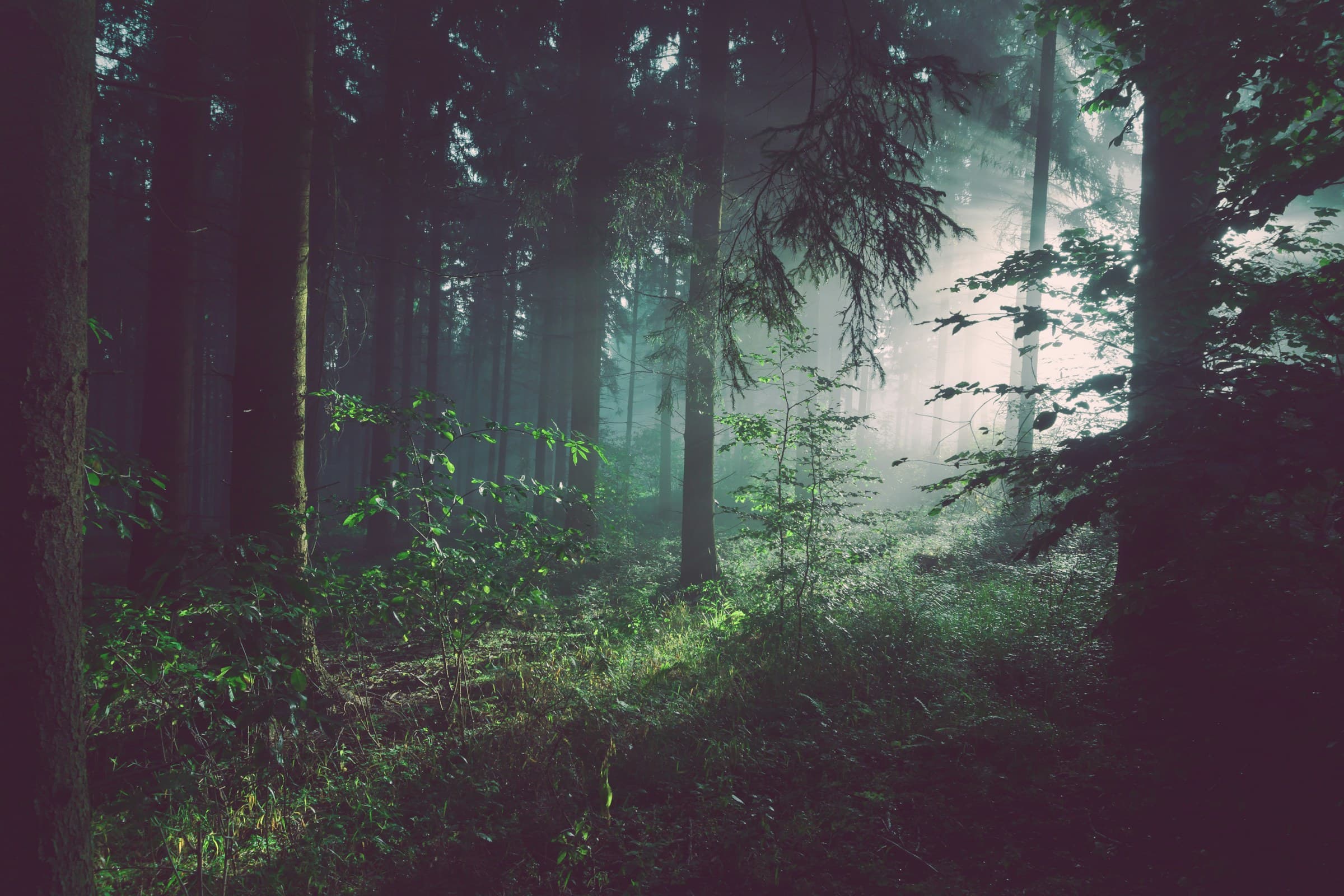 Dense green forest floor with ferns and tall trunks
